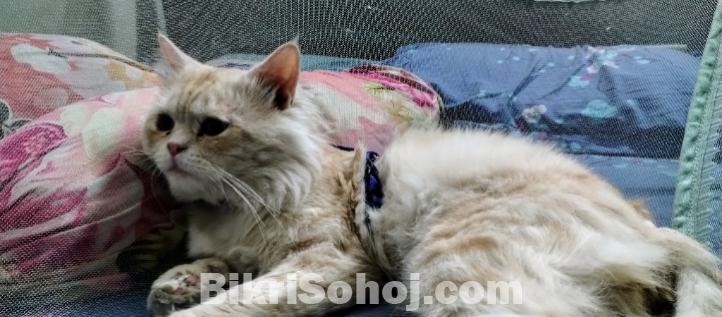 Original Persian cat